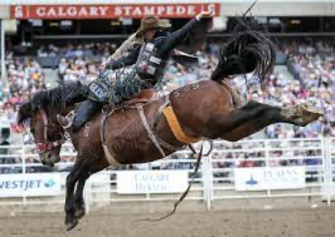 calgary stampede